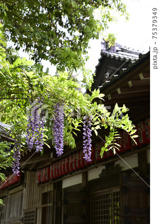 赤山禅院 山藤(野藤) 赤山禅院 山藤(野藤) 75379349