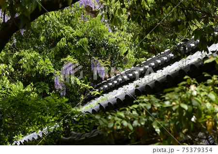赤山禅院 山藤(野藤) 赤山禅院 山藤(野藤) 75379354
