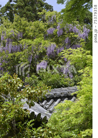 赤山禅院 山藤(野藤) 赤山禅院 山藤(野藤) 75379358