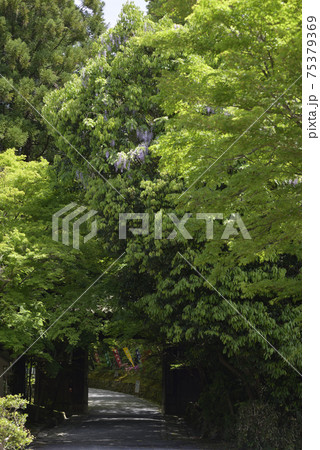赤山禅院 山藤(野藤) 赤山禅院 山藤(野藤) 75379369