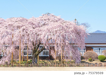 杵原学校の枝垂桜：長野県飯田市 75379509