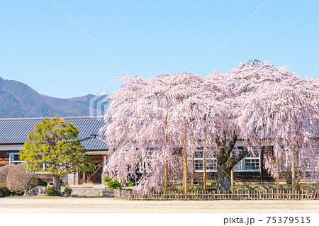 杵原学校の枝垂桜：長野県飯田市 75379515