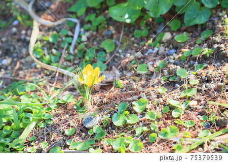 クロッカスの花 クロッカスの花 75379539