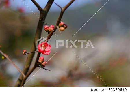 ボケの花・咲き始め2 ボケの花・咲き始め2 75379619