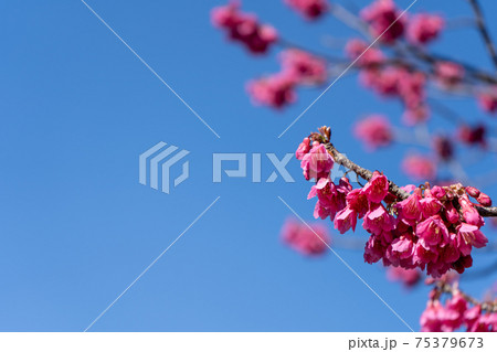 早春の青空と寒緋桜(カンヒザクラ)の花 早春の青空と寒緋桜(カンヒザクラ)の花 75379673