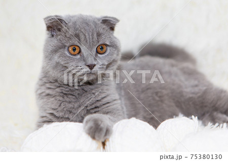 a lop-eared Scottish cat plays with balls of yarn. An animal on a white background. fun for pets 75380130