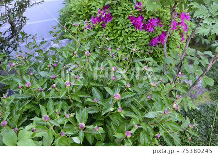 本満寺　芍薬（つぼみ） 75380245