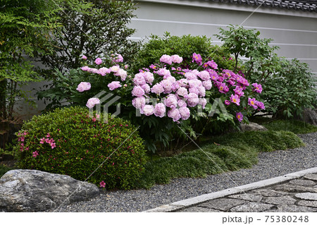 本満寺　芍薬 75380248