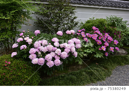 本満寺　芍薬 75380249