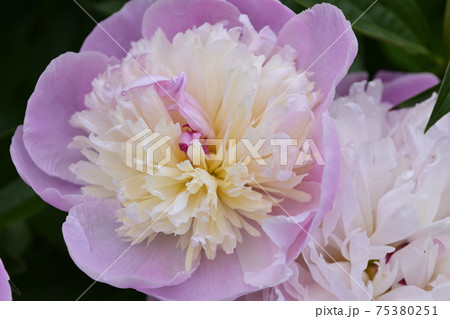 本満寺　芍薬 75380251