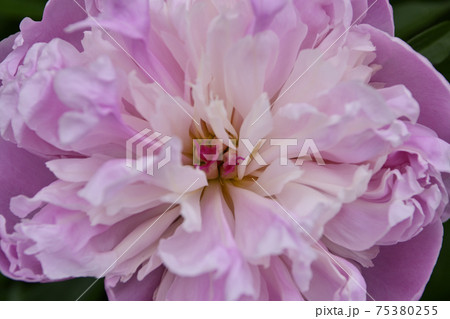 本満寺　芍薬 75380255