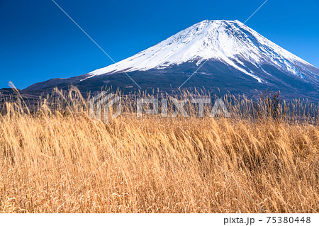 《静岡県》富士山・朝霧高原からの眺め 75380448