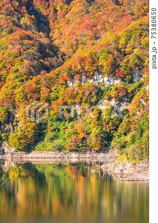 《青森県》津軽白神湖の紅葉・秋の自然風景 75380650