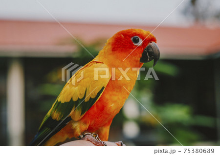 Adorable sun conure parrots on hand Adorable sun conure parrots on hand 75380689