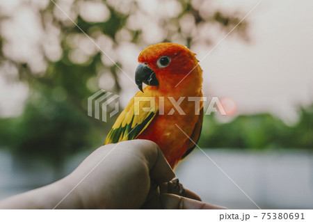 Adorable sun conure parrots on hand Adorable sun conure parrots on hand 75380691