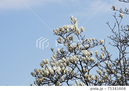 ハクモクレン Tulip magnolia ハクモクレン Tulip magnolia 75381608