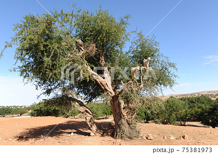 モロッコ モロッコ 75381973