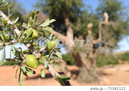 モロッコ 75382122