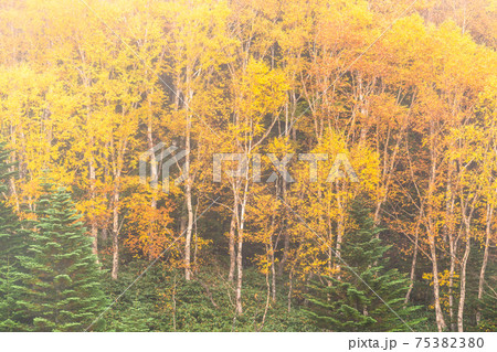 《長野県》秋の志賀高原・黄葉 75382380