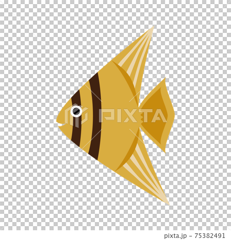 熱帯魚エンゼルフィッシュ イラストのイラスト素材