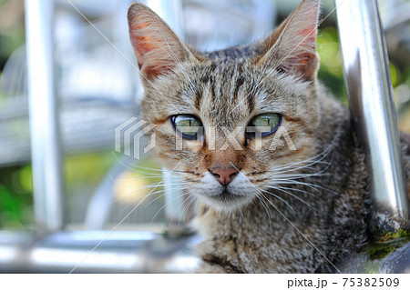 動物 動物学 猫 75382509