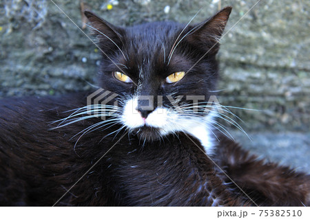 動物 動物学 猫 75382510
