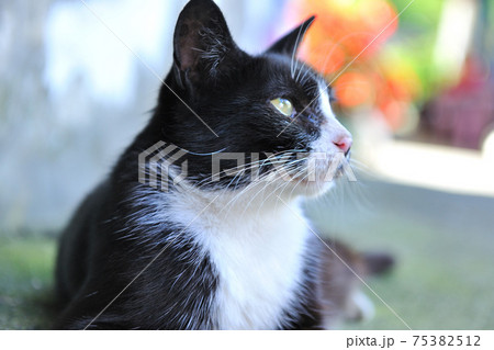 動物 動物学 猫 75382512