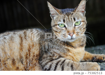 動物 動物学 猫 75382513