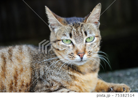 動物 動物学 猫 75382514
