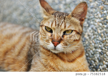動物 動物学 猫 75382518
