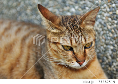 動物 動物学 猫 75382519