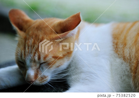 動物 動物学 猫 75382520