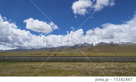 Cows grazing on alpine farm 75382867