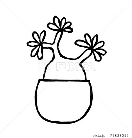 パキポディウム・グラキリス　線画　手描き　イラスト　モノクロ 75383015