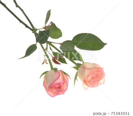 花 フラワー お花 75383031