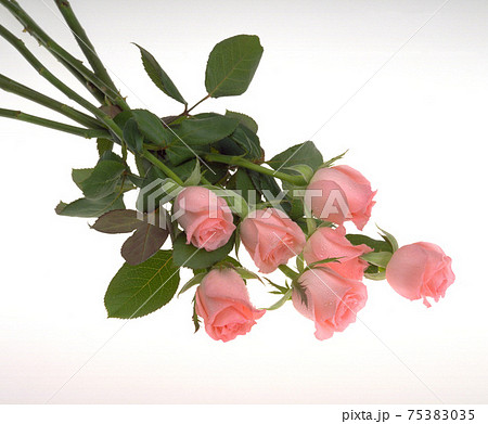 花 フラワー お花 75383035