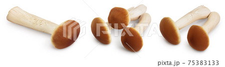 honey fungus mushrooms isolated on white background with clipping path and full depth of field. Set or collection 75383133