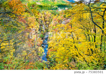 宮城県 紅葉の鳴子峡（レストハウス見晴らし台からの眺望） 75383501