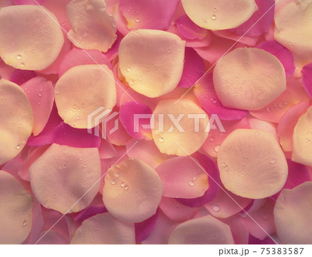 花 フラワー お花 75383587