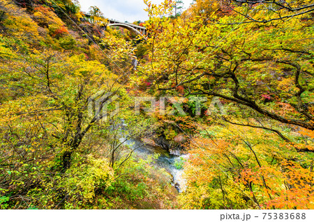 宮城県 紅葉の鳴子峡（遊歩道からの眺望） 75383688