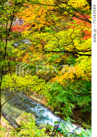 宮城県 紅葉の鳴子峡（遊歩道からの眺望） 75383689