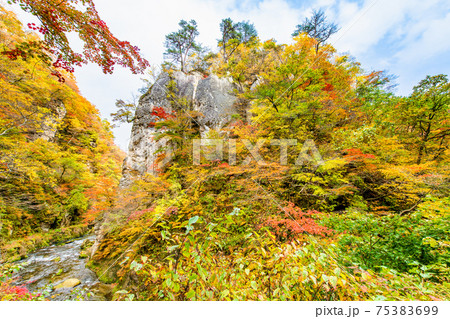 宮城県 紅葉の鳴子峡（遊歩道からの眺望） 75383699