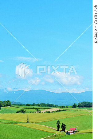 北海道 夏の青空 美瑛の丘 北海道 夏の青空 美瑛の丘 75383766