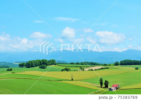 北海道　夏の青空　美瑛の丘 75383769