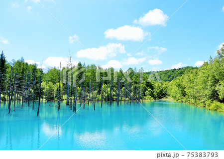 北海道　美瑛の青い池 75383793