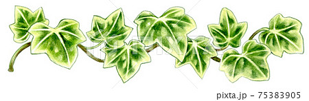 濃い緑のアイビーの色鉛筆画のイラスト素材