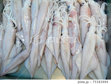 Fresh raw squids 75383994