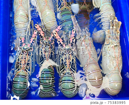 Raw fresh lobsters 75383995