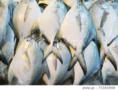 White pomfret on ice 75383998