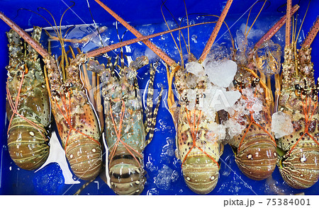 Fresh raw lobsters Fresh raw lobsters 75384001